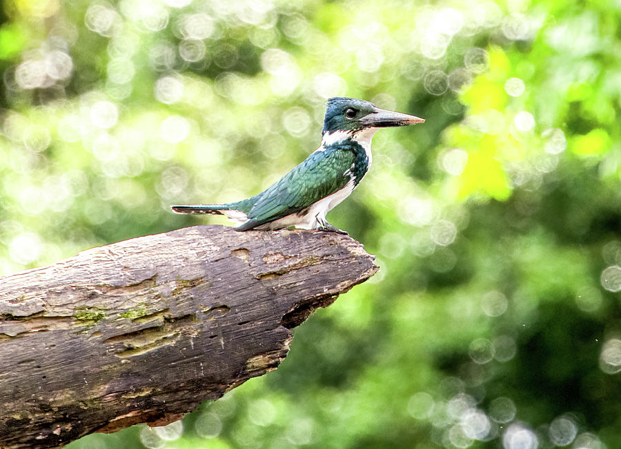 Jungle Kingfisher, Costa Rica Photograph by Marcy Wielfaert