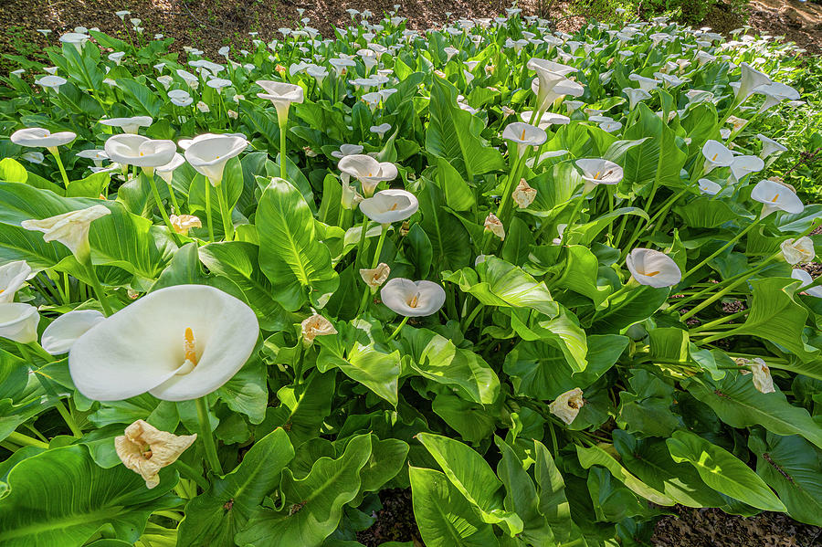 Flower Photograph - Jungle of Calla Lillies by Jonathan Hansen Flower Photograph - Jungle of Calla Lillies by Jonathan Hansen