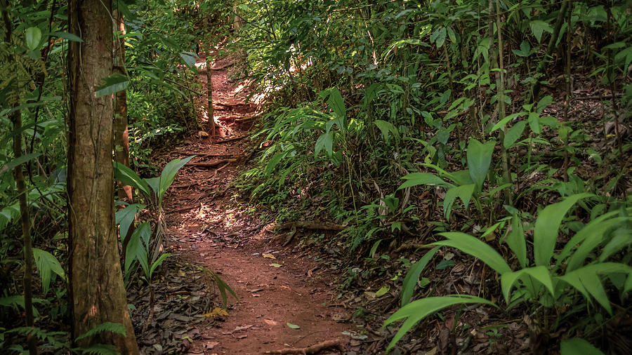 Jungle Path Photograph by Nicholas McCabe