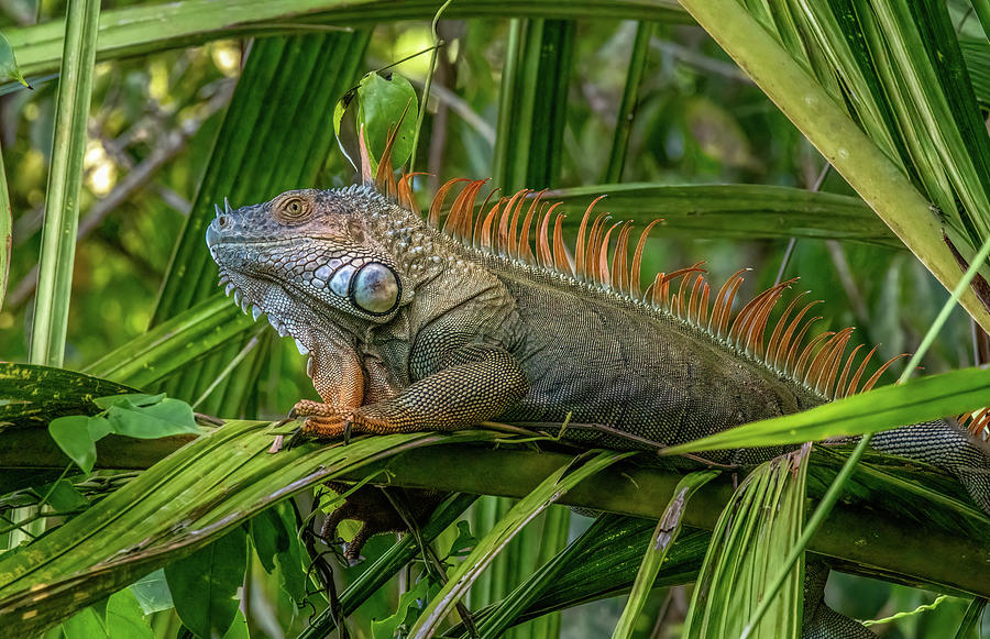 Jungle Poser, Iguana in Costa Rica Photograph by Marcy Wielfaert