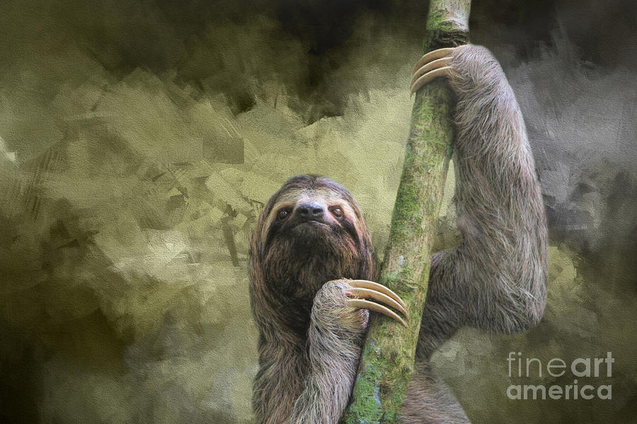 Wildlife Digital Art - Jungle Sloth by Elisabeth Lucas