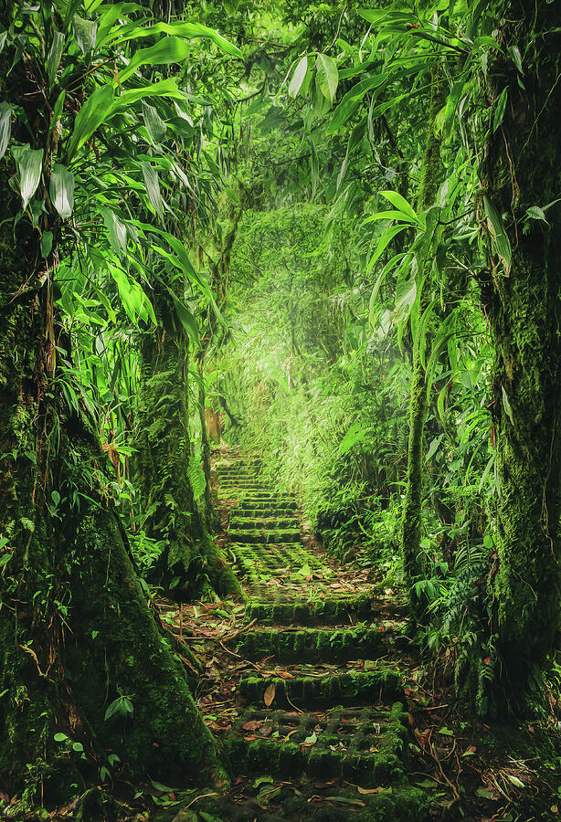 Jungle Stairs Photograph by Nicklas Gustafsson