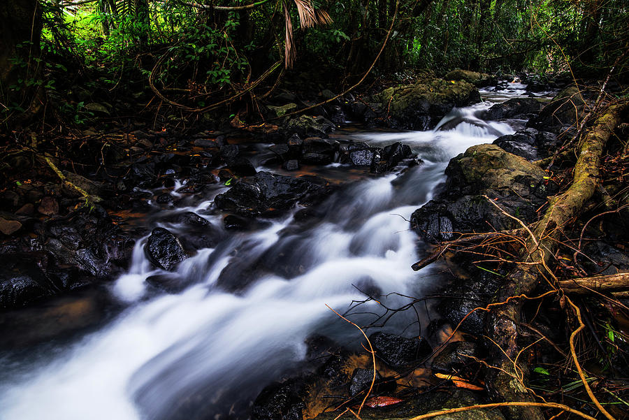 Jungle stream Photograph by Vishwanath Bhat