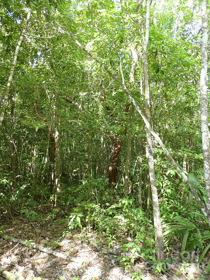 Jungle Trees in Mexico Photograph by Francesca Mackenney