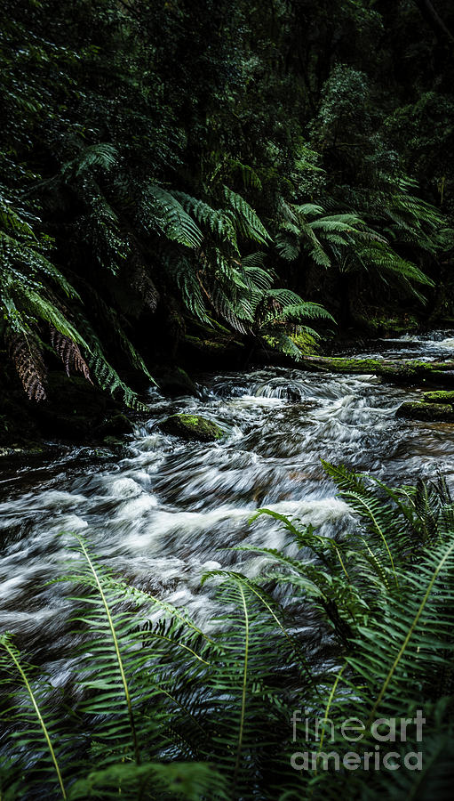 Jungle waters Photograph by Jorgo Photography