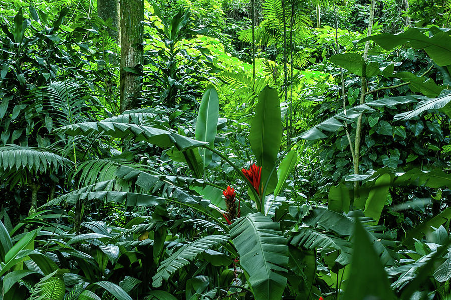 Jungles 1 Photograph by Colors Of The Jungle - Fine Art America