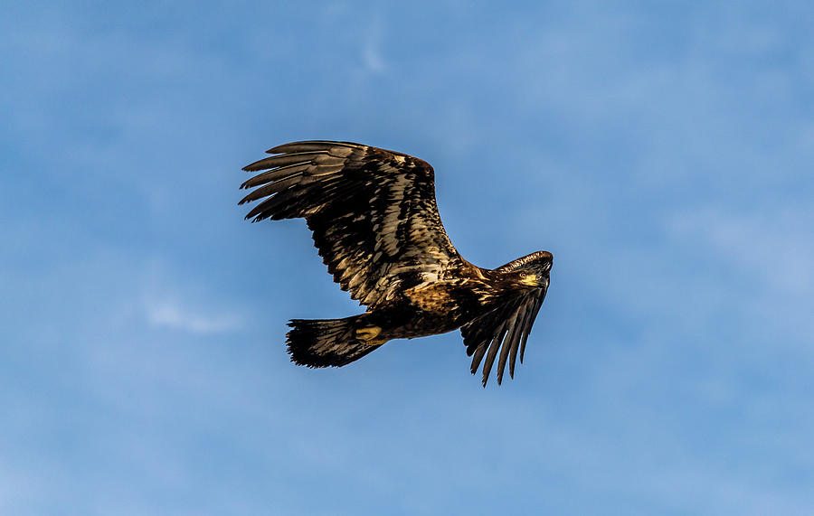 Junior Bald Eagle in Flight Photograph by Rosemary Legge - Fine Art America