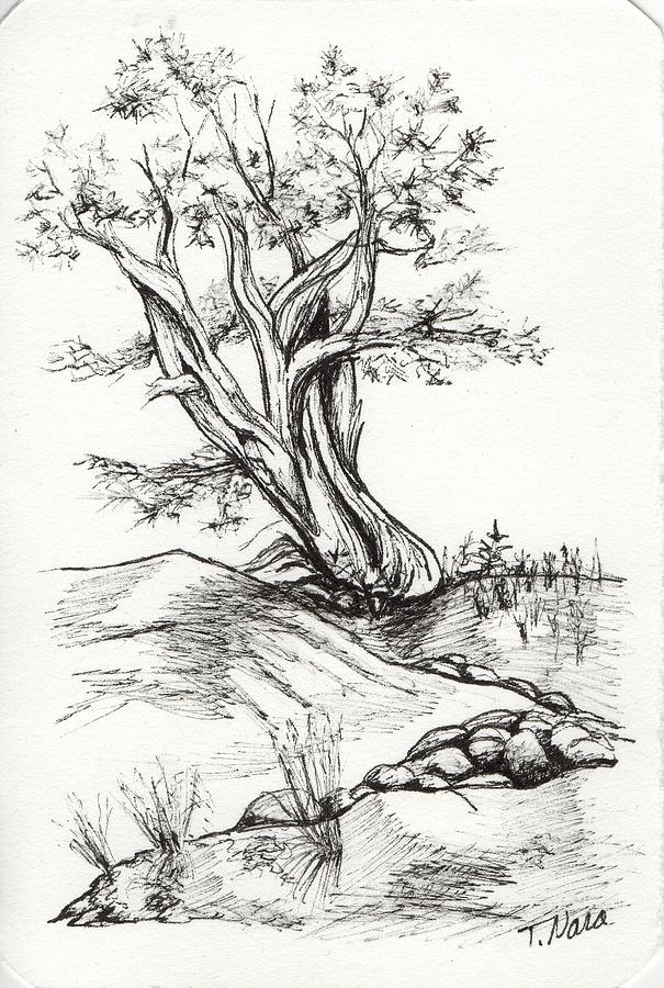 Juniper and Dry Stream Drawing by Tammy Nara
