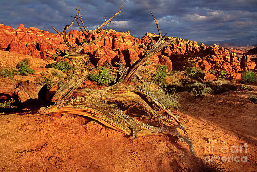 Juniper And Fiery Furnace Arches National Park Utah Photograph by Dave Welling
