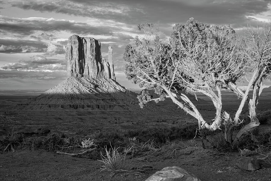 Black And White Photograph - Juniper at Monument Valley Utah Black and White by Mary Lee Dereske