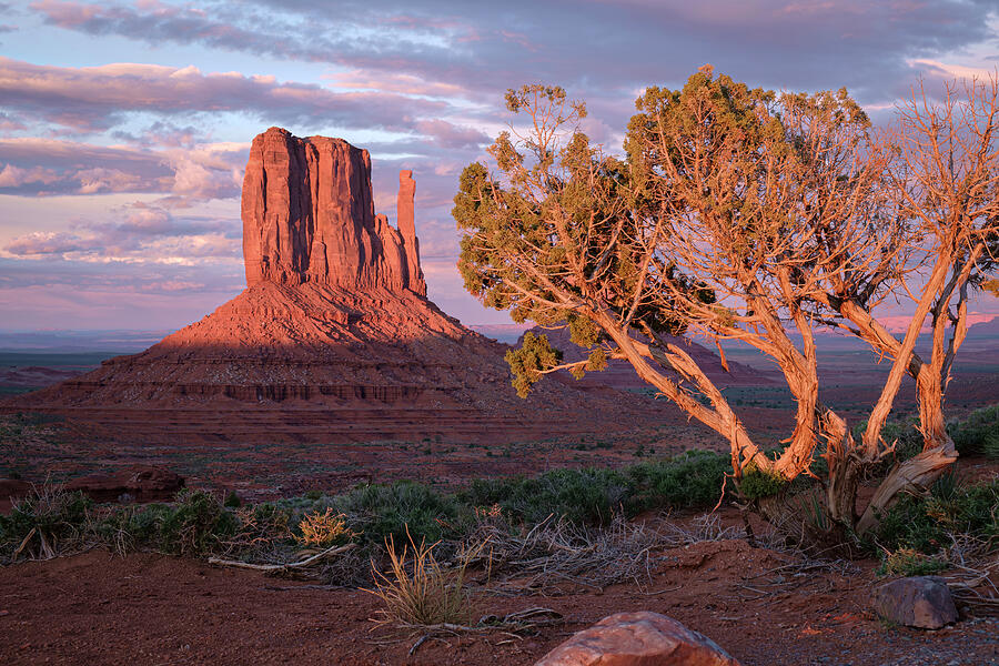 Juniper at Monument Valley Utah Photograph by Mary Lee Dereske