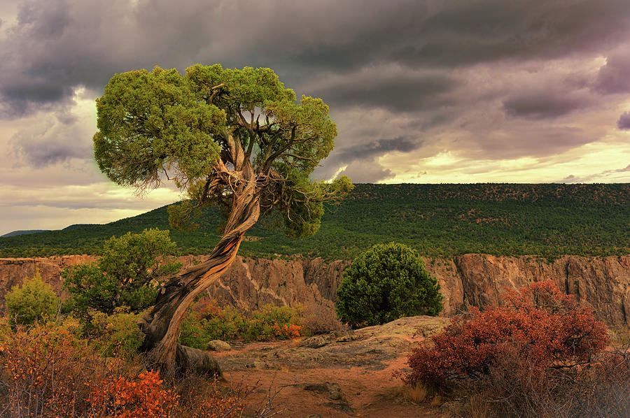 Juniper At The Canyon, Black Canyon of the Gunnison National Park, Colorado Photograph by Tom Potter