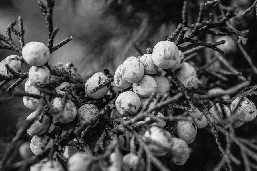 Juniper Berries Photograph by Bonny Puckett