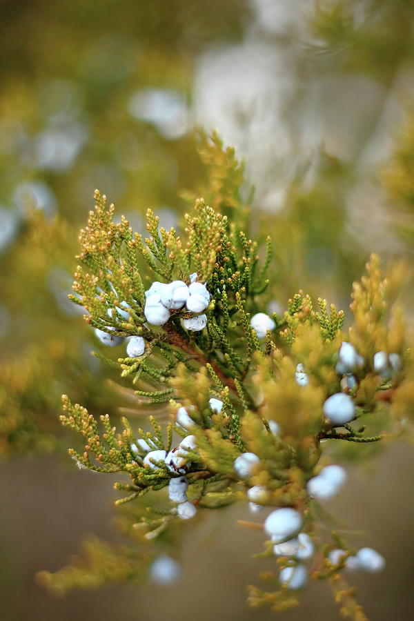 Juniper Berries Photograph by Lens Art Photography By Larry Trager