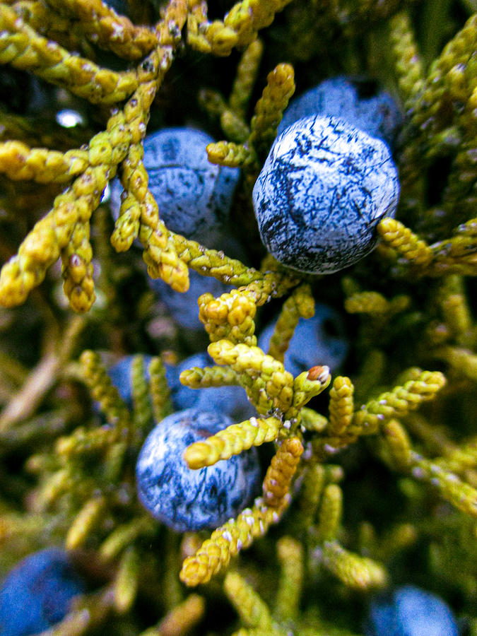 Juniper Berries  Photograph by W Craig Photography
