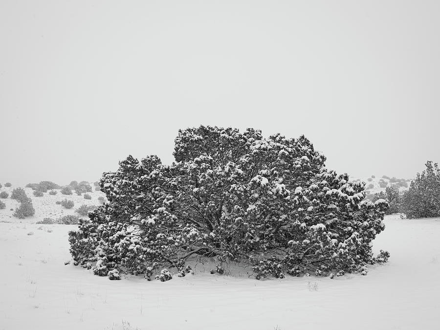 Black And White Photograph - Juniper in a Quiet Snow by Mary Lee Dereske