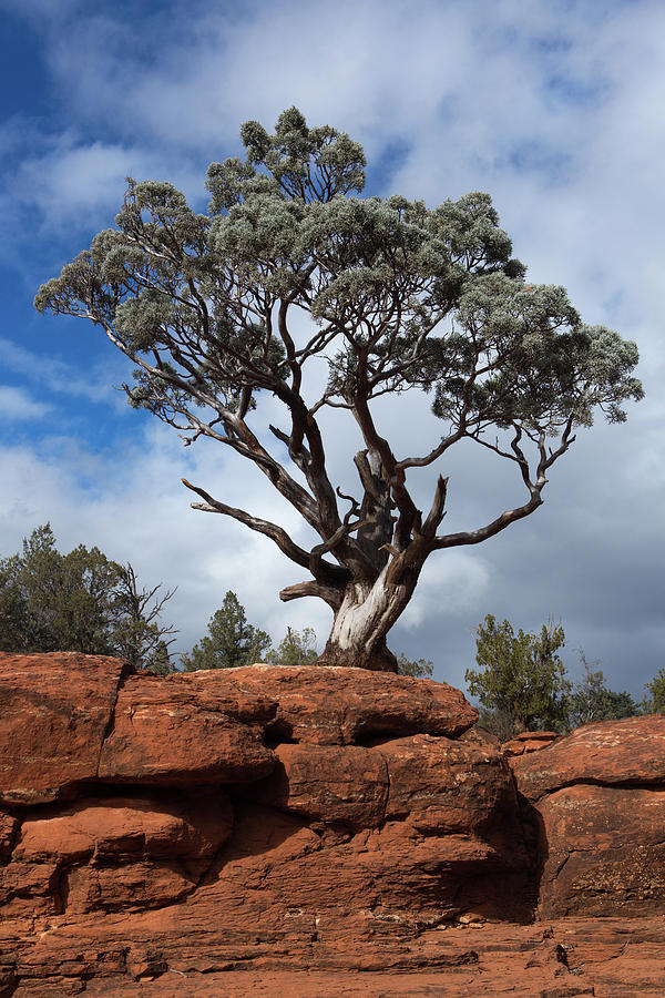 Juniper Pines Sedona