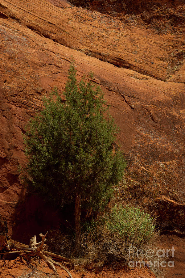 Juniper-Signed-#4818 Photograph by J L Woody Wooden