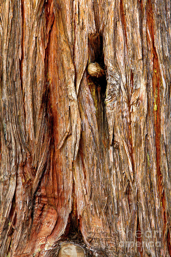Juniper Tree, Forest, Photograph by David Millenheft