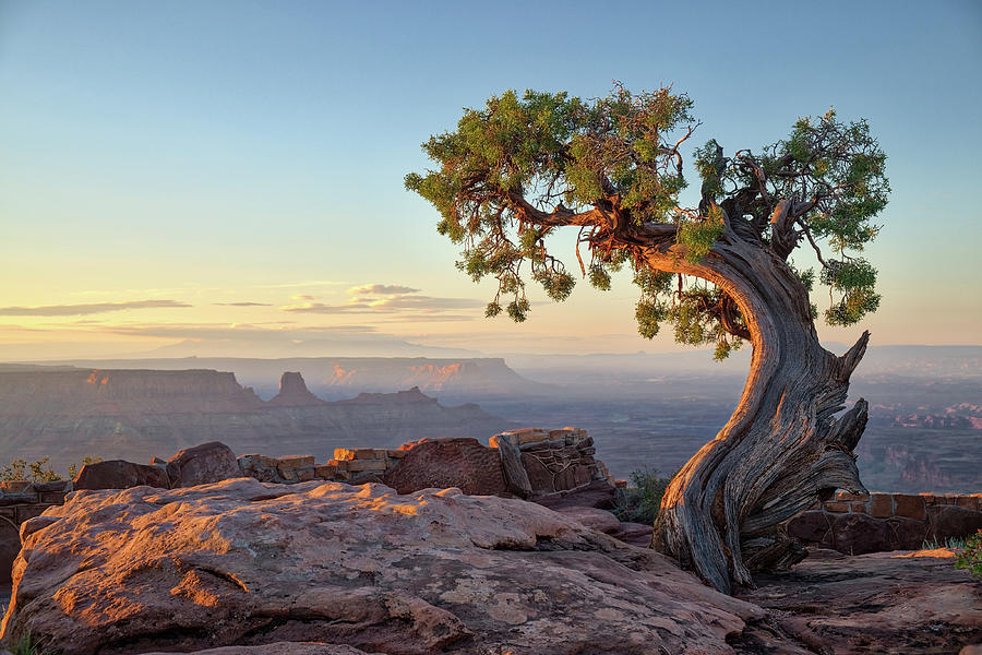 Juniper Tree Photograph by Nicole Young