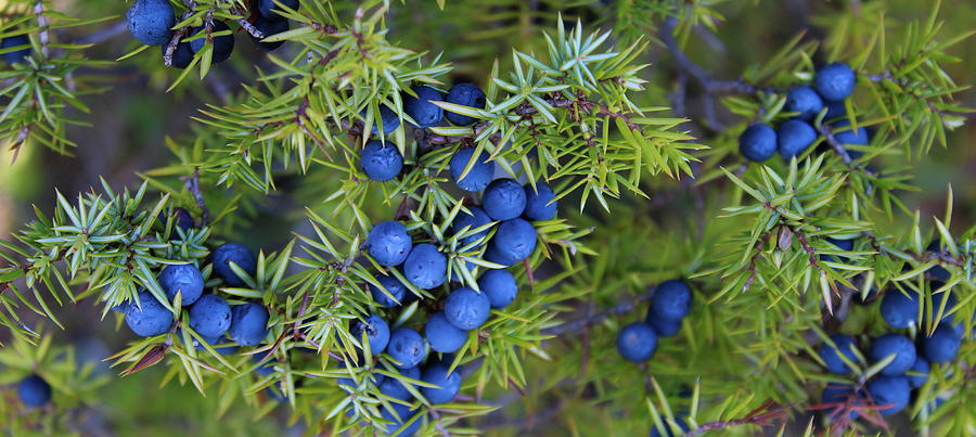 Juniperus communis fruit Photograph by Mahir Mesic