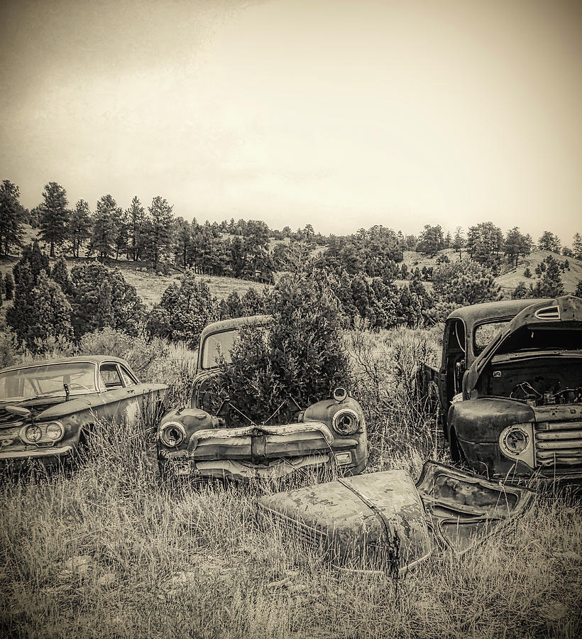 Junked Pickups Pine trees Photograph by Cathy Anderson