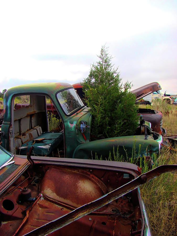 Junkyard Series A tree grows in it 2 Photograph by Cathy Anderson