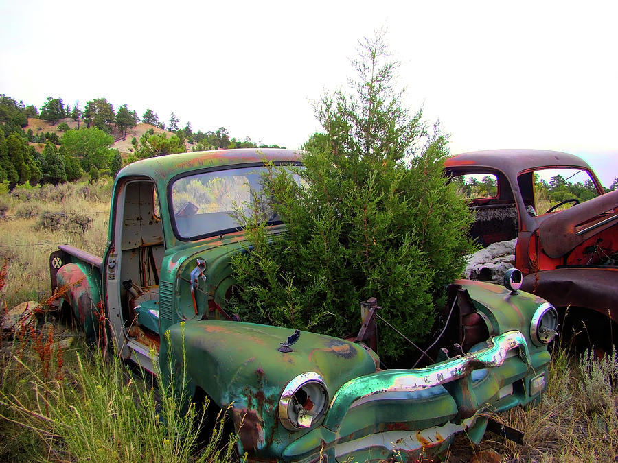 Junkyard Series A tree grows in it Photograph by Cathy Anderson