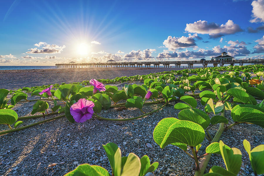 Juno Beach Pier Morning Glory Flower Photograph by Kim Seng