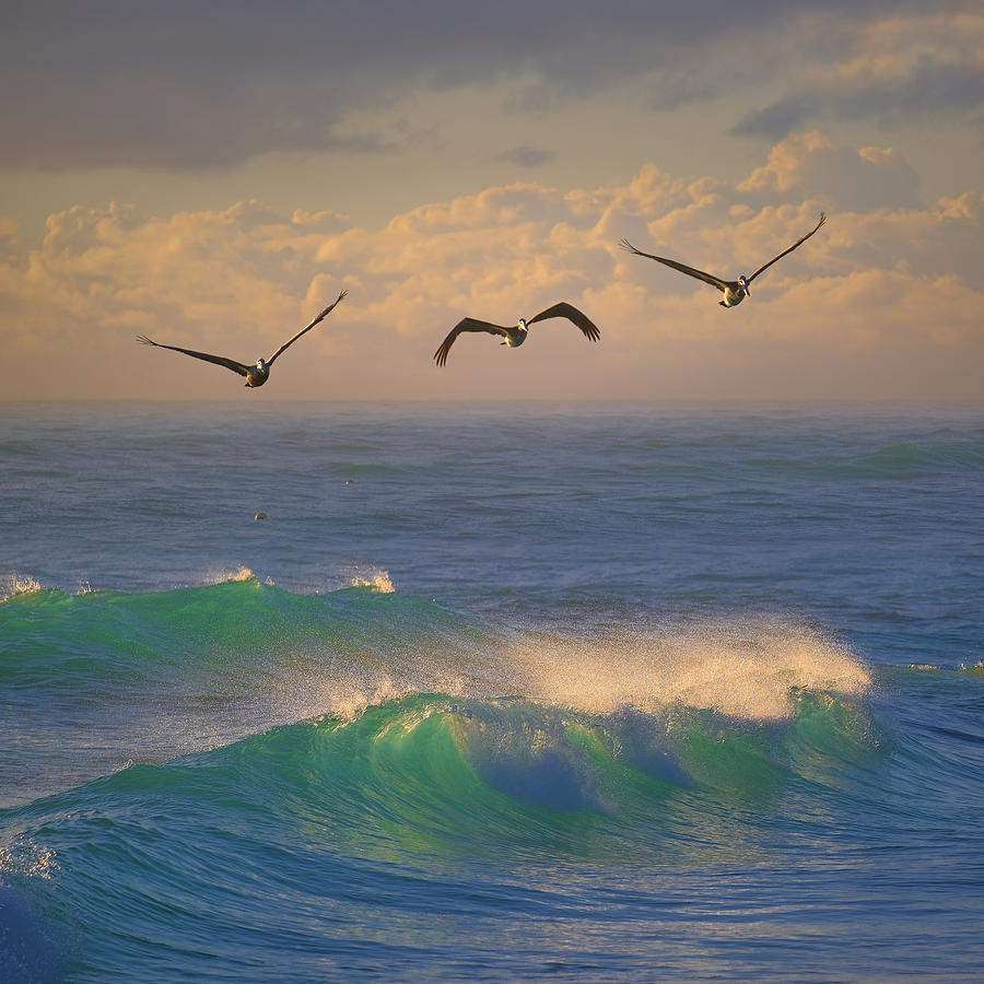 Jupiter Inlet Lighthouse Early Morning Ocean Wave Pelican Photograph by Kim Seng