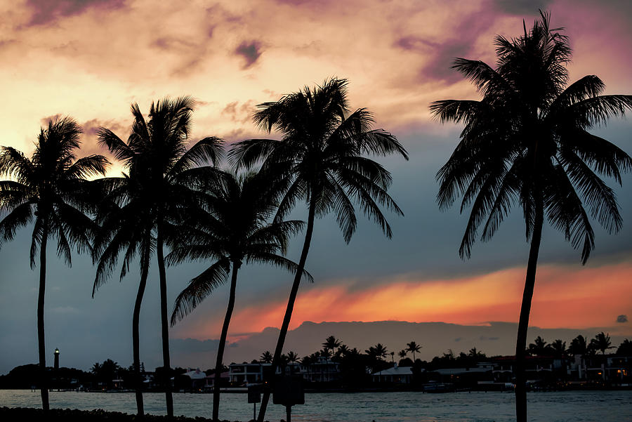 Jupiter Inlet Palms at Sunset Photograph by Laura Fasulo