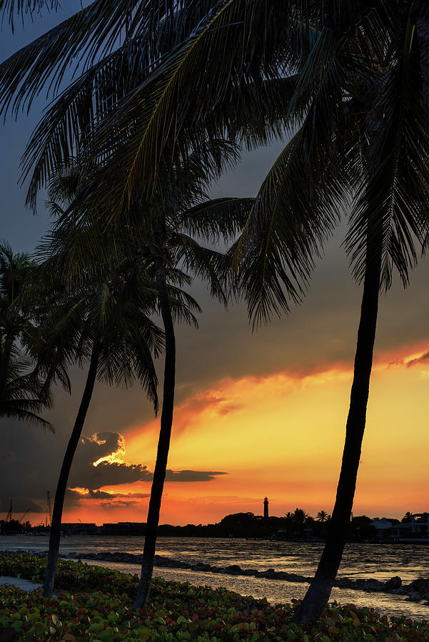 Jupiter Inlet Palms Photograph by Laura Fasulo