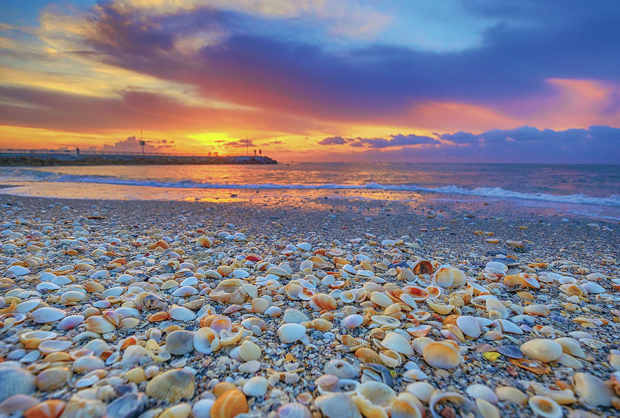 Jupiter Inlet Seashells Sunrise at the Jetty Photograph by Kim Seng
