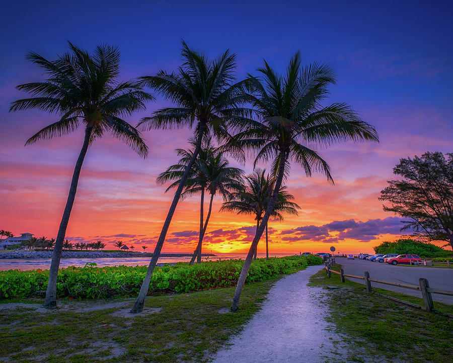 Jupiter Inlet Sunrise Coconut Tree Florida Photograph by Kim Seng ...