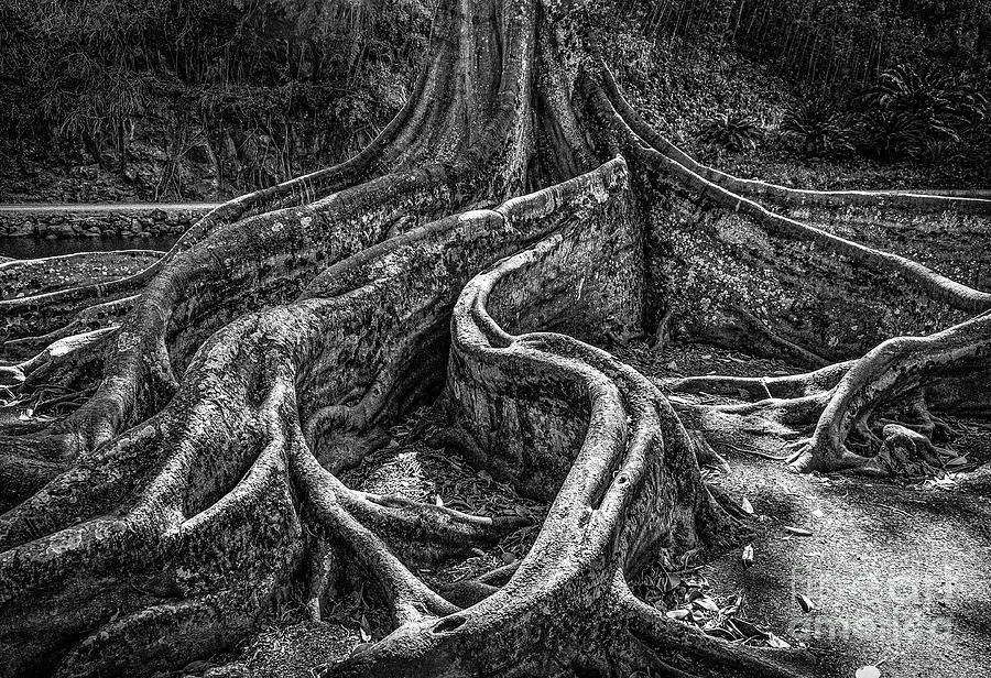 Jurassic Park Photograph - Jurassic Tree by John Kain