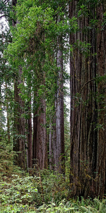 Jurassic Trees - Redwood National Park Photograph by KJ Swan - Fine Art ...