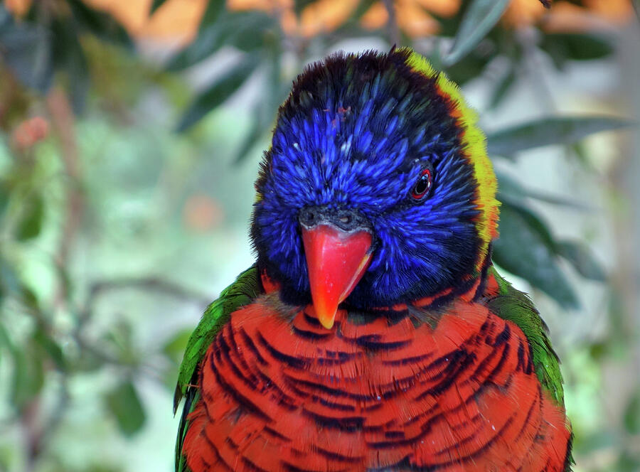 Jurong Bird Park Singapore Parrot Photograph by Matthew Bamberg
