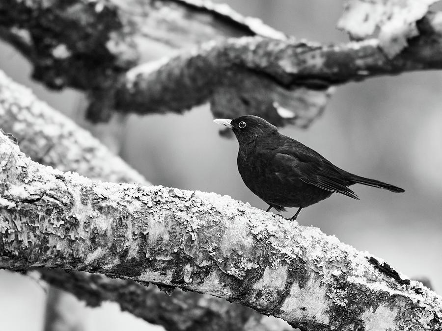 Just a bit unsure. Eurasian blackbird bw Photograph by Jouko Lehto