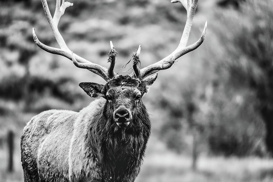 Just a Buck in Black and White Photograph by Jess Beck Photography ...