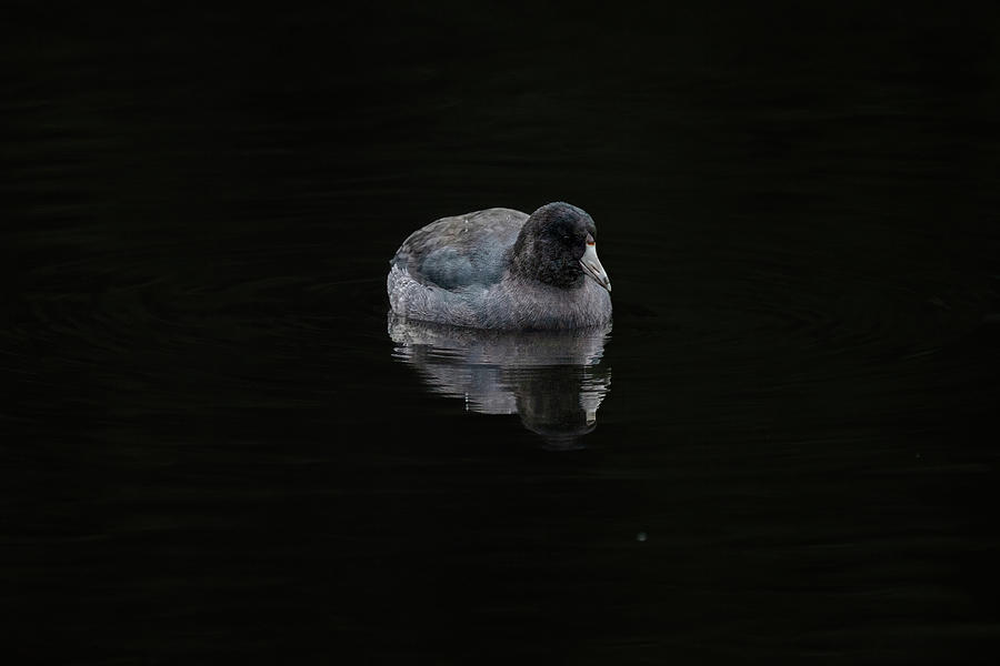 Just a Coot Photograph by Jerry Cahill