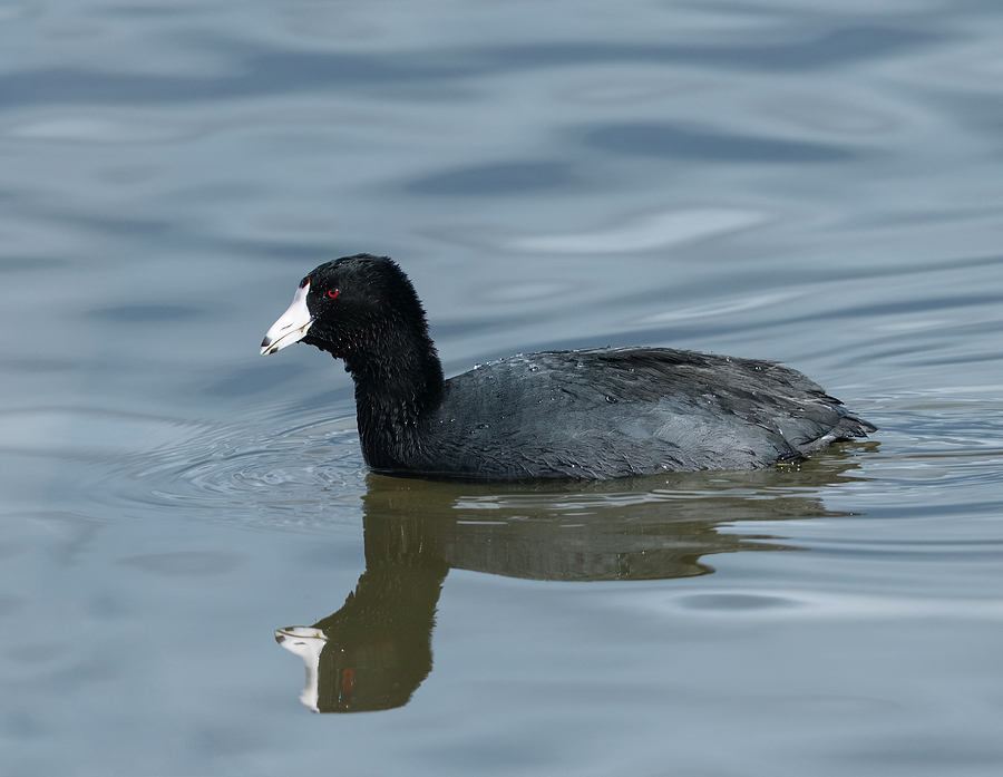 Just a Coot Photograph by Loree Johnson