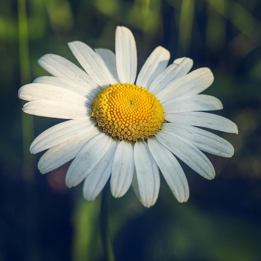 Just a Daisy Photograph by Carrie Hannigan Just a Daisy Photograph by Carrie Hannigan