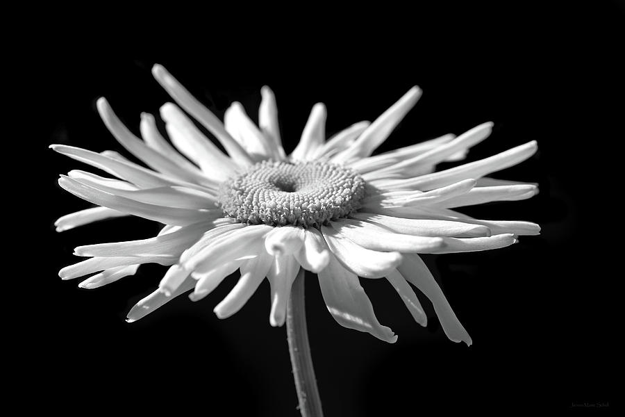 Just a Daisy Flower in Black and White Photograph by Jennie Marie Schell