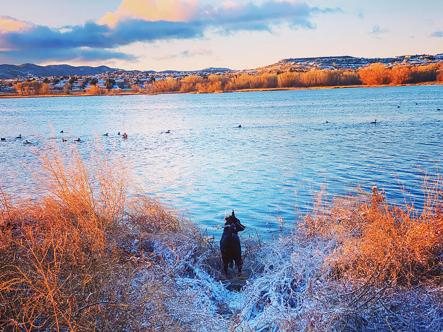 Just a dog at the lake  Photograph by Rick Reesman