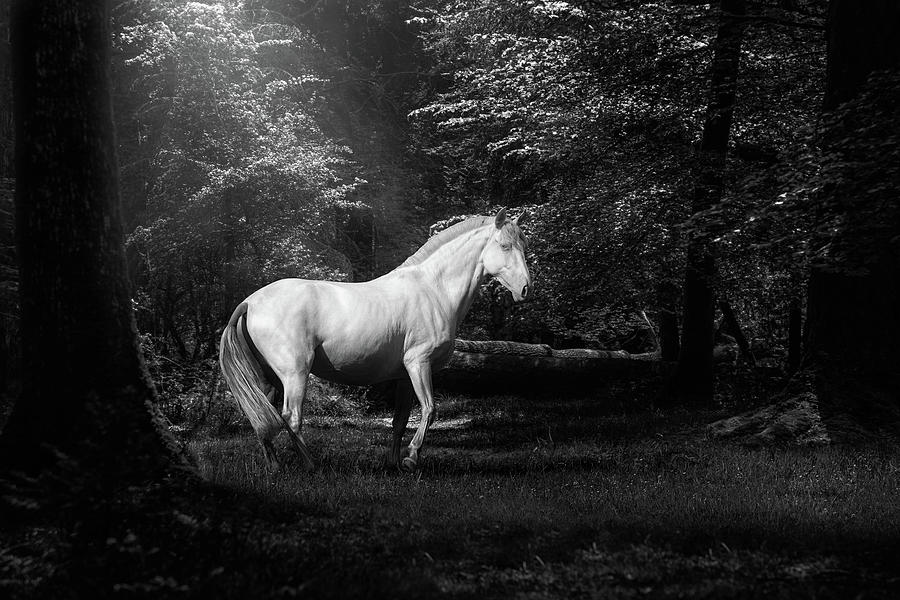 Just a dream II - Horse Art Photograph by Lisa Saint
