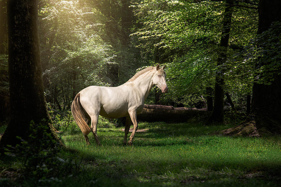 Just a dream - horse art Photograph by Lisa Saint Just a dream - horse art Photograph by Lisa Saint