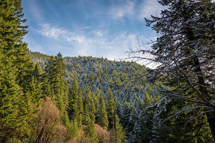 Just a Dusting Photograph by Bill Posner