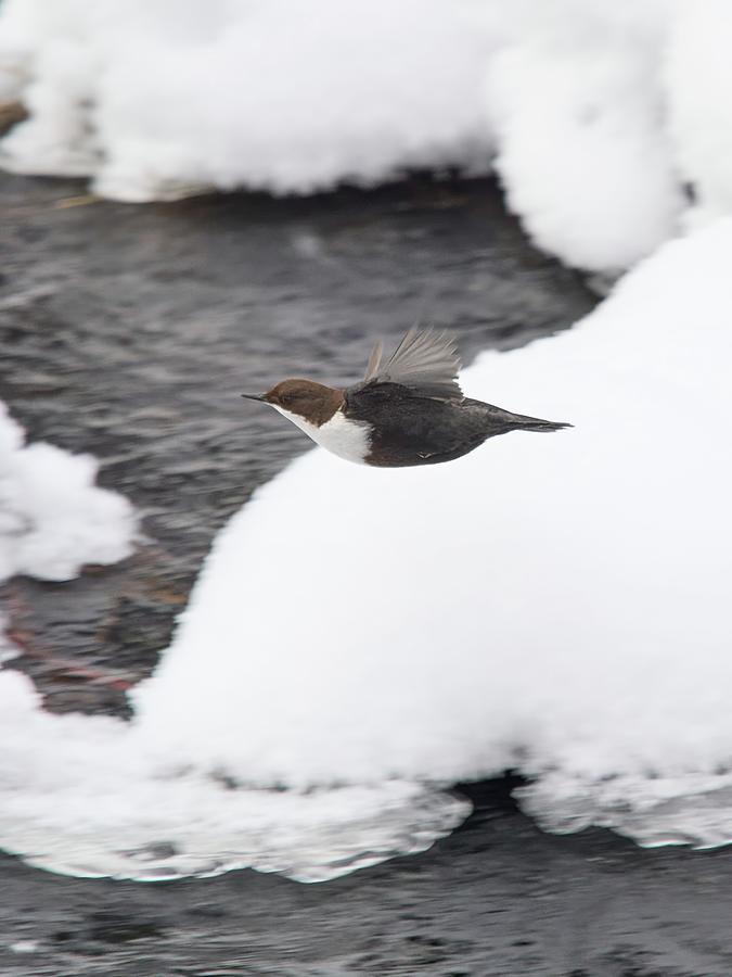 Just a flying profile. White-throated dipper Photograph by Jouko Lehto