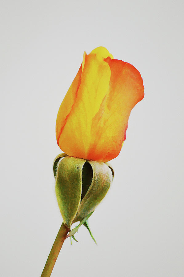 Just a Gold Orange Rose Bud Portrait Digital Art by Gaby Ethington