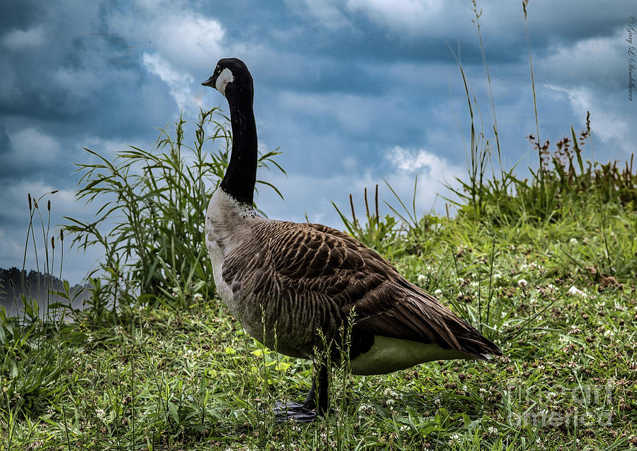 Just A Goose And Some Grass Photograph